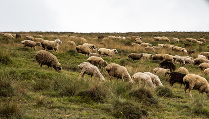 Obraz premium Rural mountain landscape