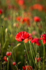 Vibrant red poppies in the summer sunshine