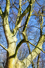 magnificent ancient plane tree