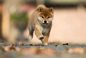 shiba inu puppy playing outdoors