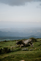 bull