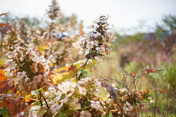 枯れてドライフラワーのような柏葉アジサイ