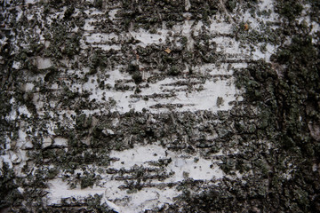 Background texture birch tree bark