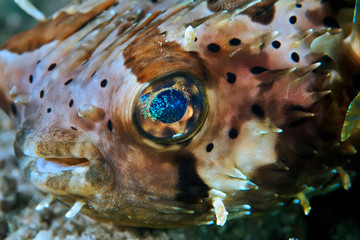 Fish hedgehog close up. Underwater macro photography