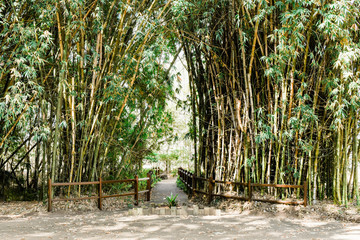 Traditional bamboo garden with a pathway and bridge in Kholo Botanical Gardens, Ipswich, Queensland.