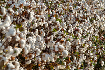 Fototapeta premium Israel cotton fields ready to be harvested