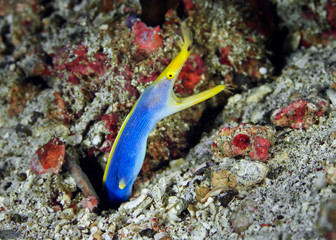 A blue ribbon eel (Rhinomuraena quaesita) leaned out of its lair. Philippines.