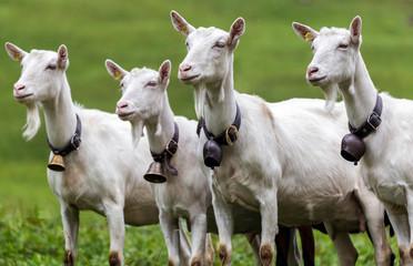 Fototapeta na wymiar Four swiss goats with bells looking into the same direction / Vier Schweizer Ziegen mit Glocken in dieselbe Richtung schauend