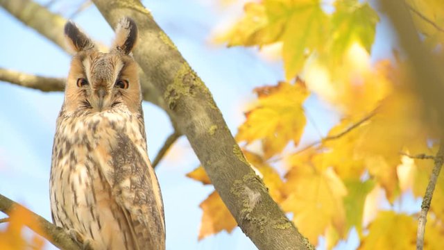 Long-eared owl (Asio otus) sitting high up in a tree with yellow colored leafs during a fall day.