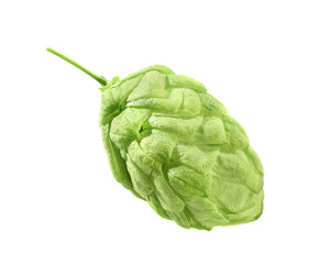 Hop Cones Isolated on the White Background