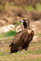 Portrait of a black vulture