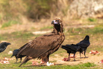 Portrait of a big vulture in the nature and some crows