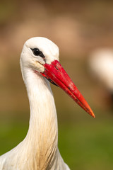 Portrait of a elegant stork