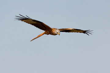 Awesome bird of prey in flight