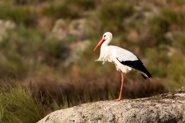Elegant white stork