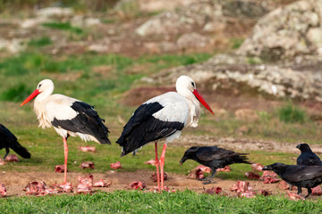 Two storks and crows