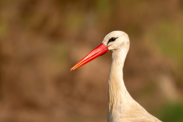 Portrait of a elegant stork