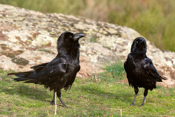 Black crows