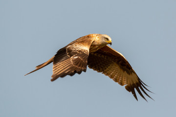 Awesome bird of prey in flight