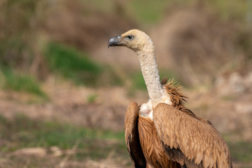 Portrait of a vulture
