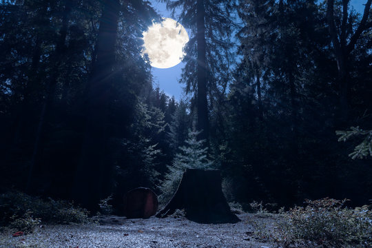 A romantic place in the middle of the night in a german forest at full moon. In the foreground a sawn tree with stump in bluish moonlight.