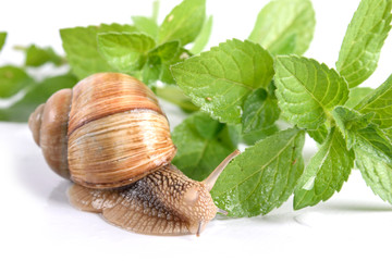 Helix pomatia.Garden snail isolated on white background.Grape snail.
