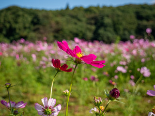 Cosmos flowers on green background of blue sky