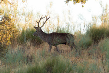 Large deer in the field