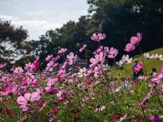 Cosmos flower garden in the sun