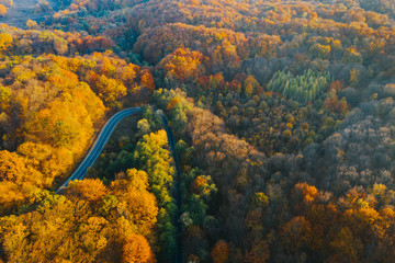 Colorful trees of autumn seen from a drone.