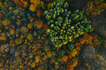 Colorful trees at the beginning of autumn seen from a drone.