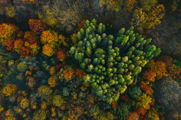 Colorful trees at the beginning of autumn seen from a drone.
