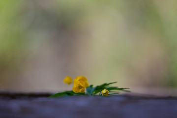 flor amarilla sobre unas piedras