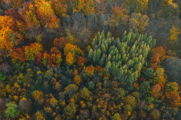 Colorful trees at the beginning of autumn seen from a drone.