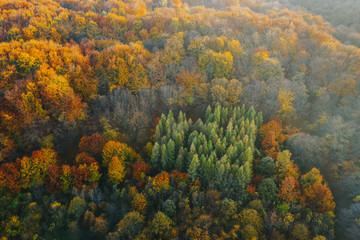 Colorful trees at the beginning of autumn seen from a drone.