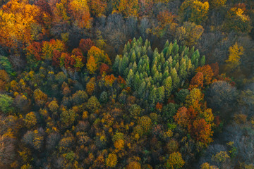 Colorful trees at the beginning of autumn seen from a drone.