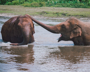 bathing elephants in the water having fun and showing affection