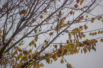 Yellow leaves on a tree in the fog. Background as texture..