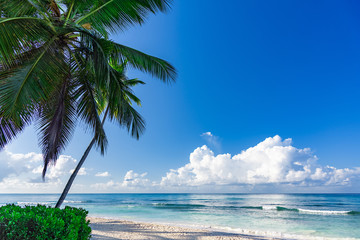 beautiful caribbean landscape with palm tree on the beach