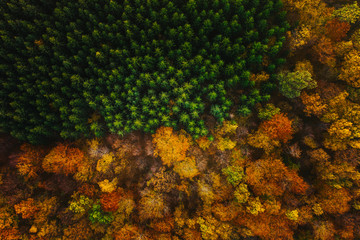 Colorful trees of autumn seen from a drone.