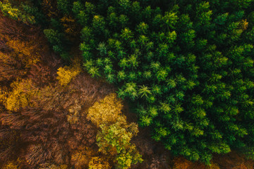 Colorful trees of autumn seen from a drone.
