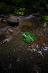 Leaf near flowing river