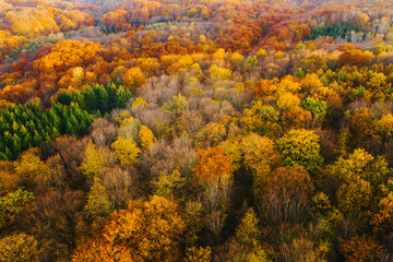 Colorful trees of autumn seen from a drone.