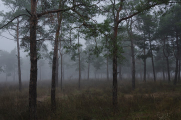 Pine trees, fog, morning time in the forest