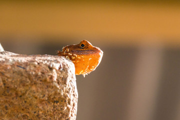 Close up of the head of a red-headed agama, looking down, Namibia, Africa