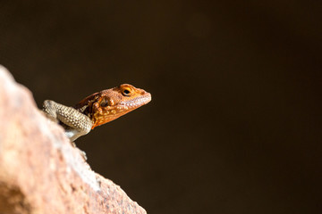 Close up of the head of a red-headed agama with black background, Namibia, Africa