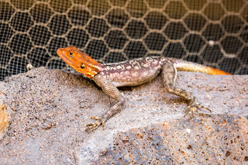 Close up of a red-headed agama on a wall, Namibia, Africa