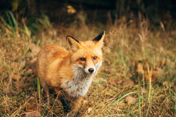 Naklejka na ściany i meble Red fox in the forest during autumn season.