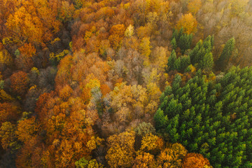 Colorful trees of autumn seen from a drone.