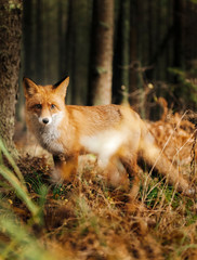 Naklejka na ściany i meble Red fox in the forest during autumn season.